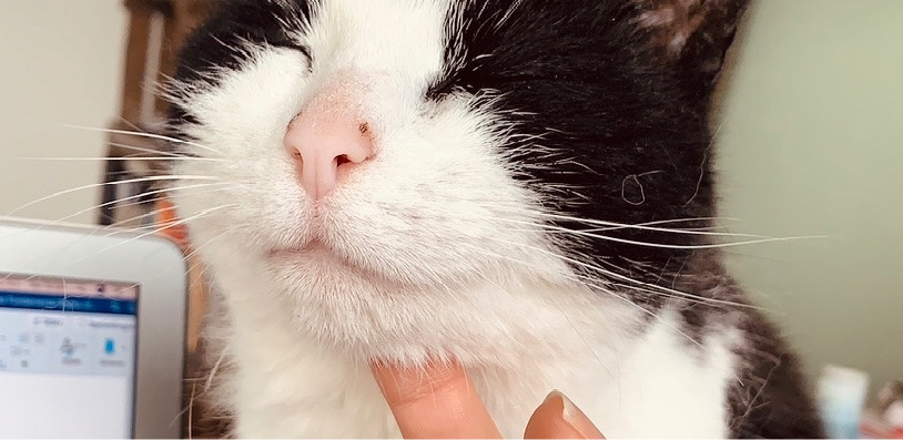 eva, pet sitter in Amsterdam, photo 1
