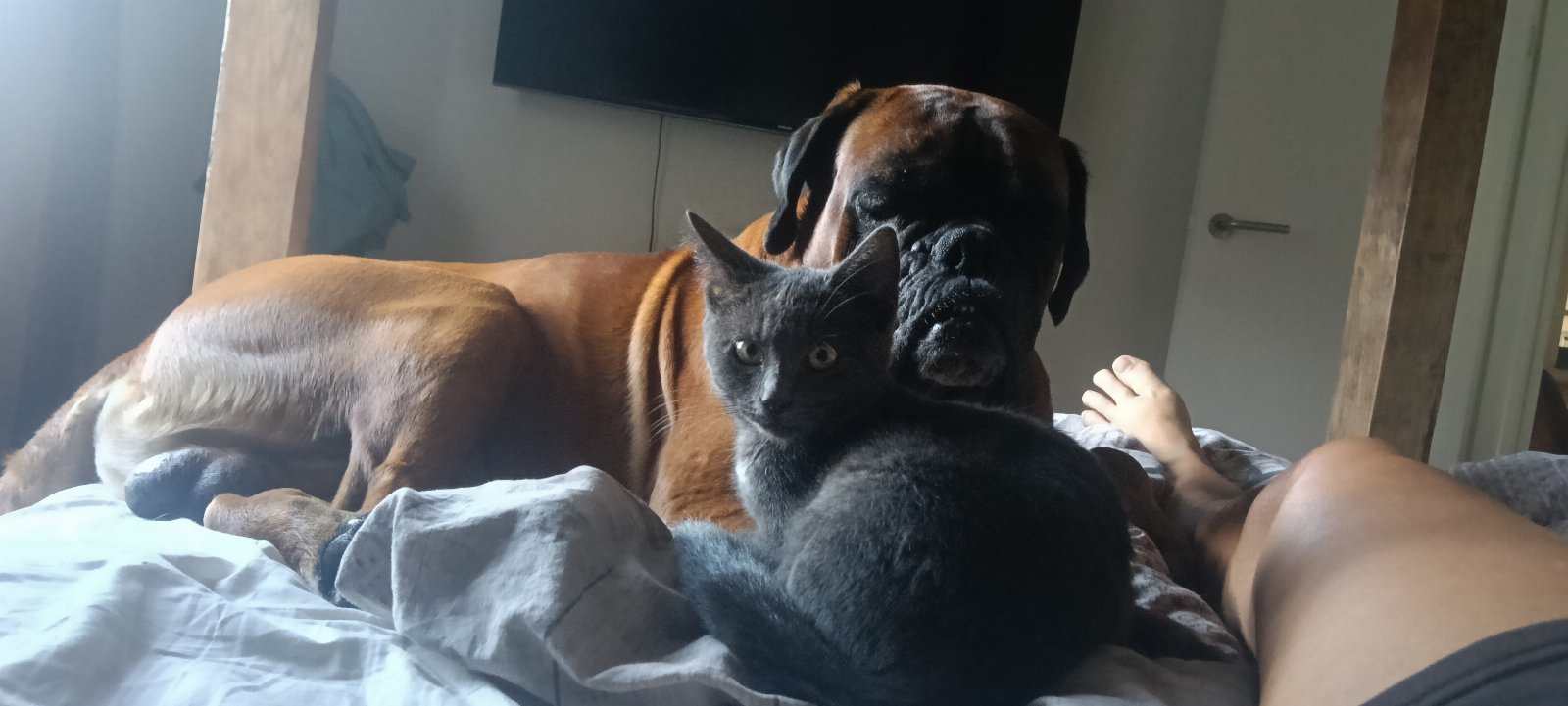 Helga, pet sitter in Breda, photo 2
