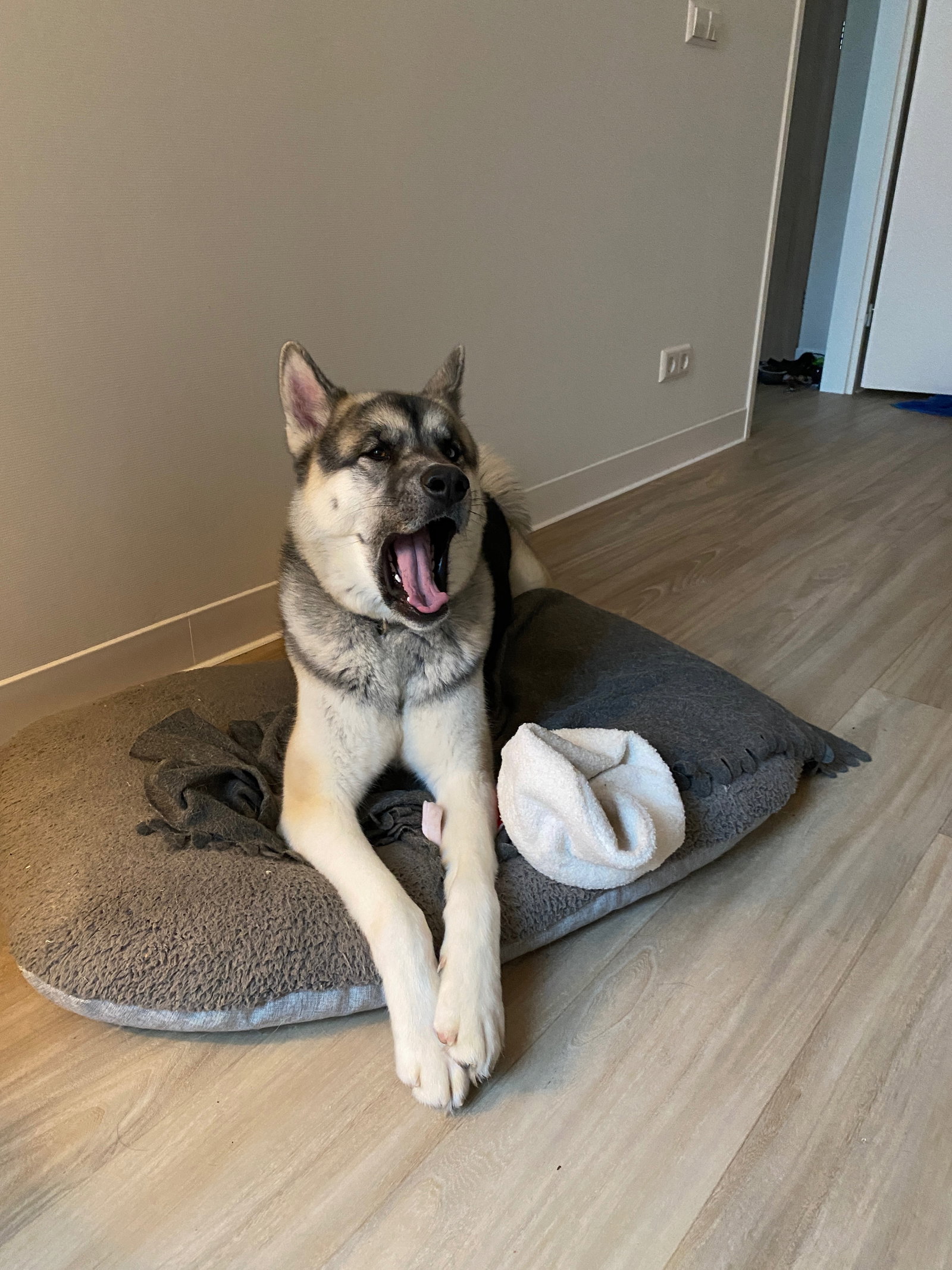 Bella, pet sitter in Amsterdam, photo 5