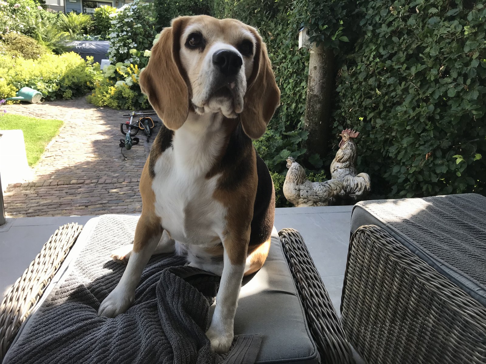 Christel, dierenoppas in Eemnes, foto 1