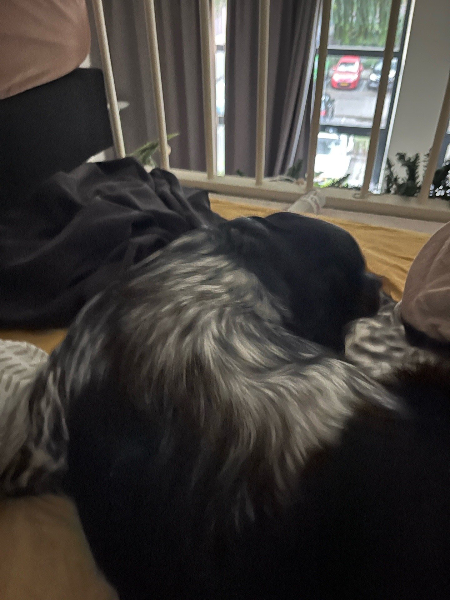 Maggie, pet sitter in Hattingen, photo 1