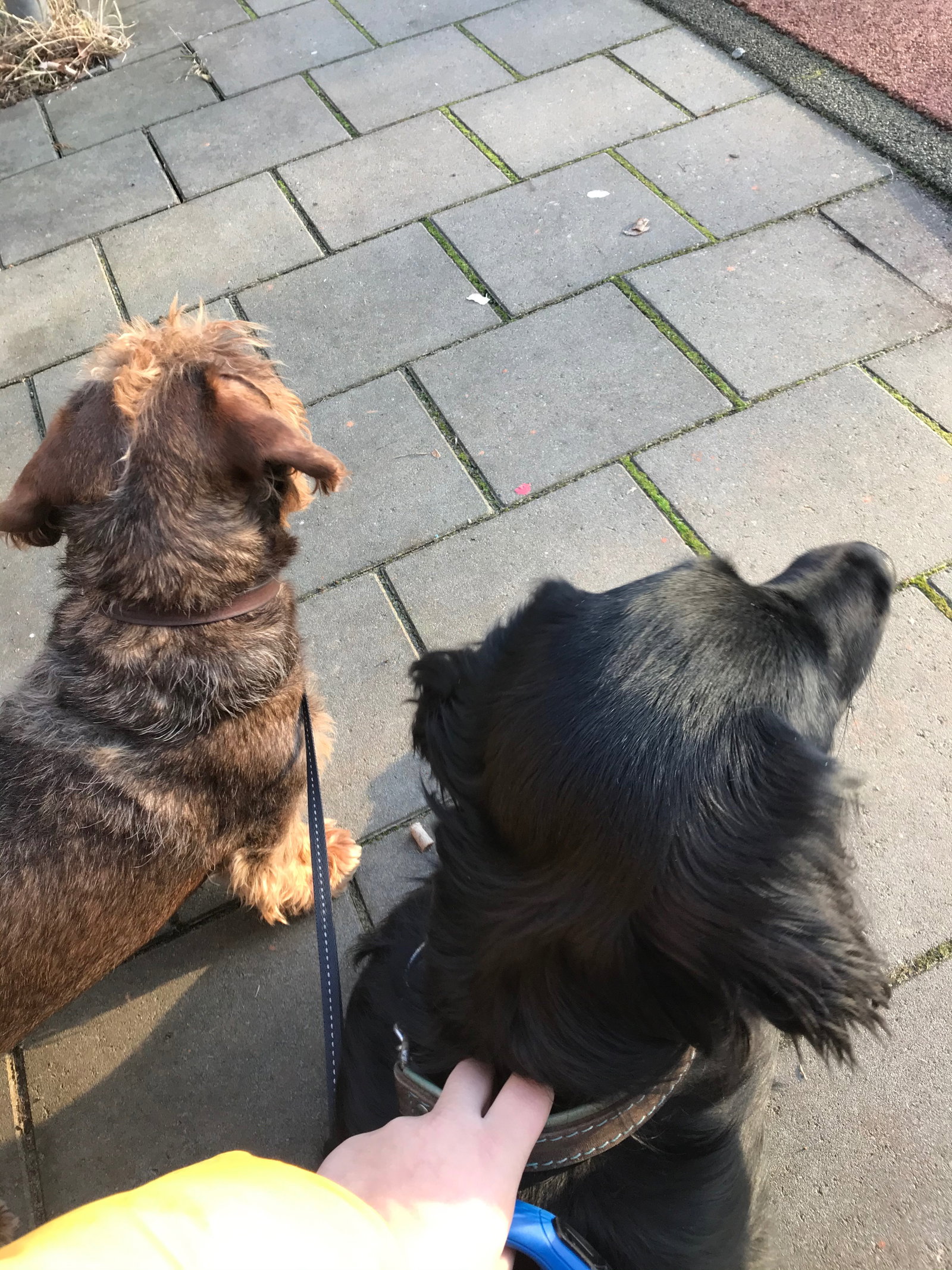 Serane, pet sitter in Haarlem, photo 3