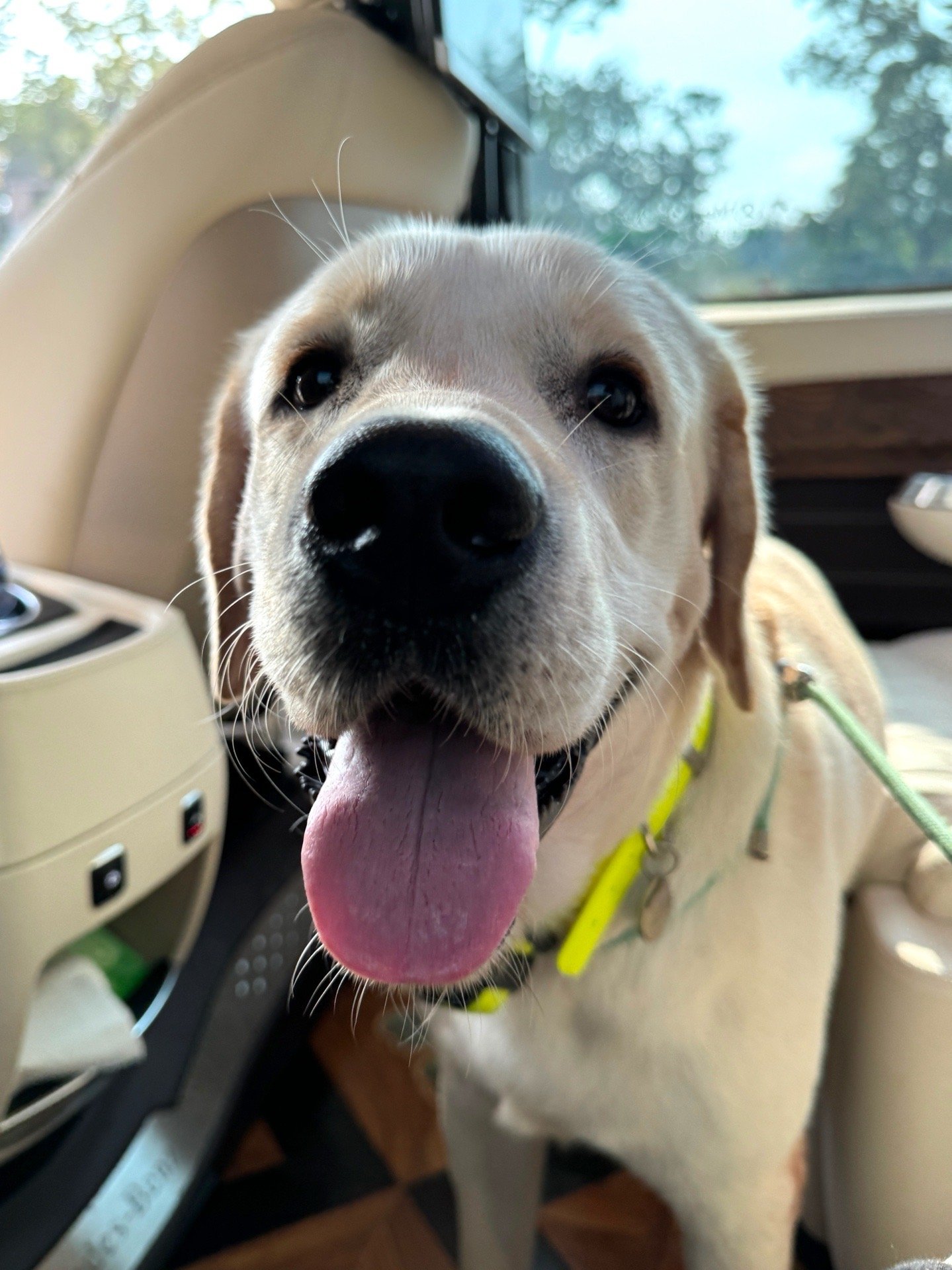 Isle, pet sitter in Leiden, photo 4
