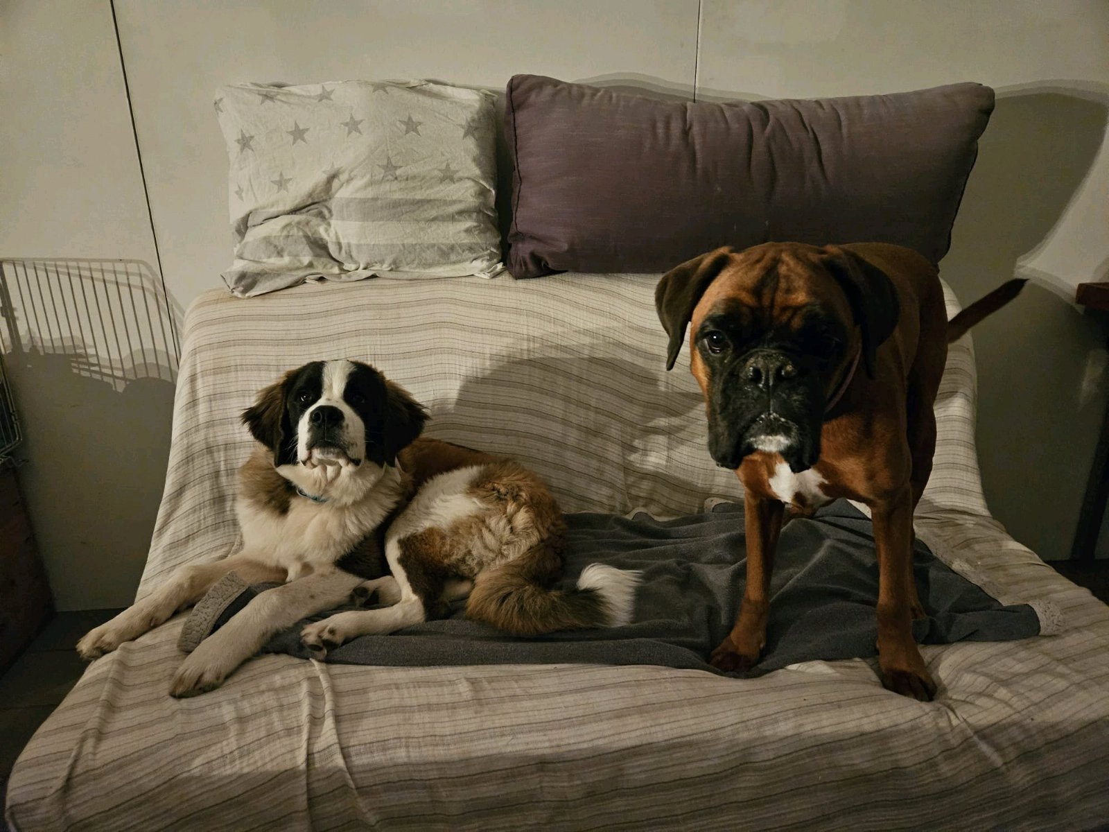 Mies, pet sitter in Merselo, photo 4