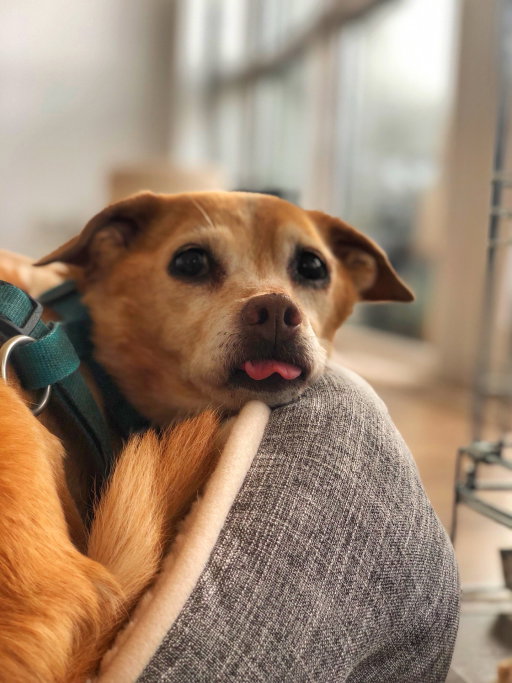 Aliki, pet sitter in Amsterdam, photo 5