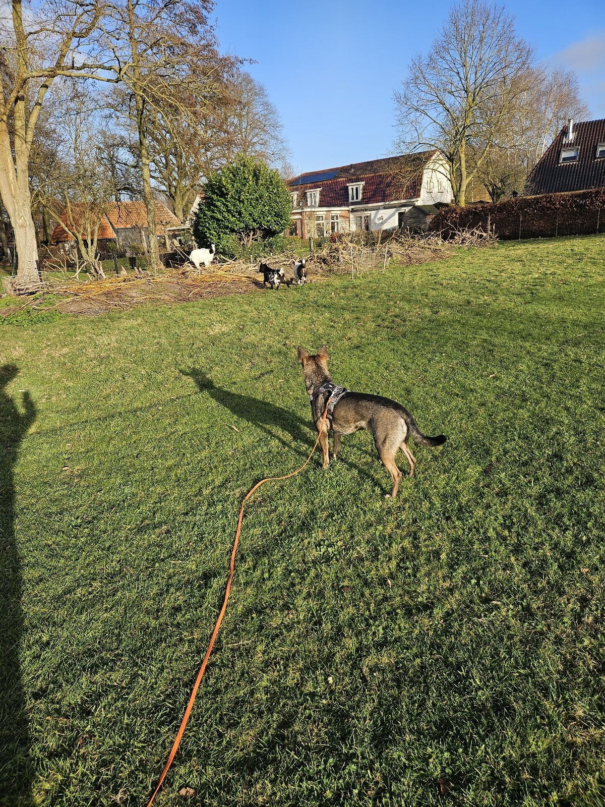 Rowena, pet sitter in Harderwijk, photo 3