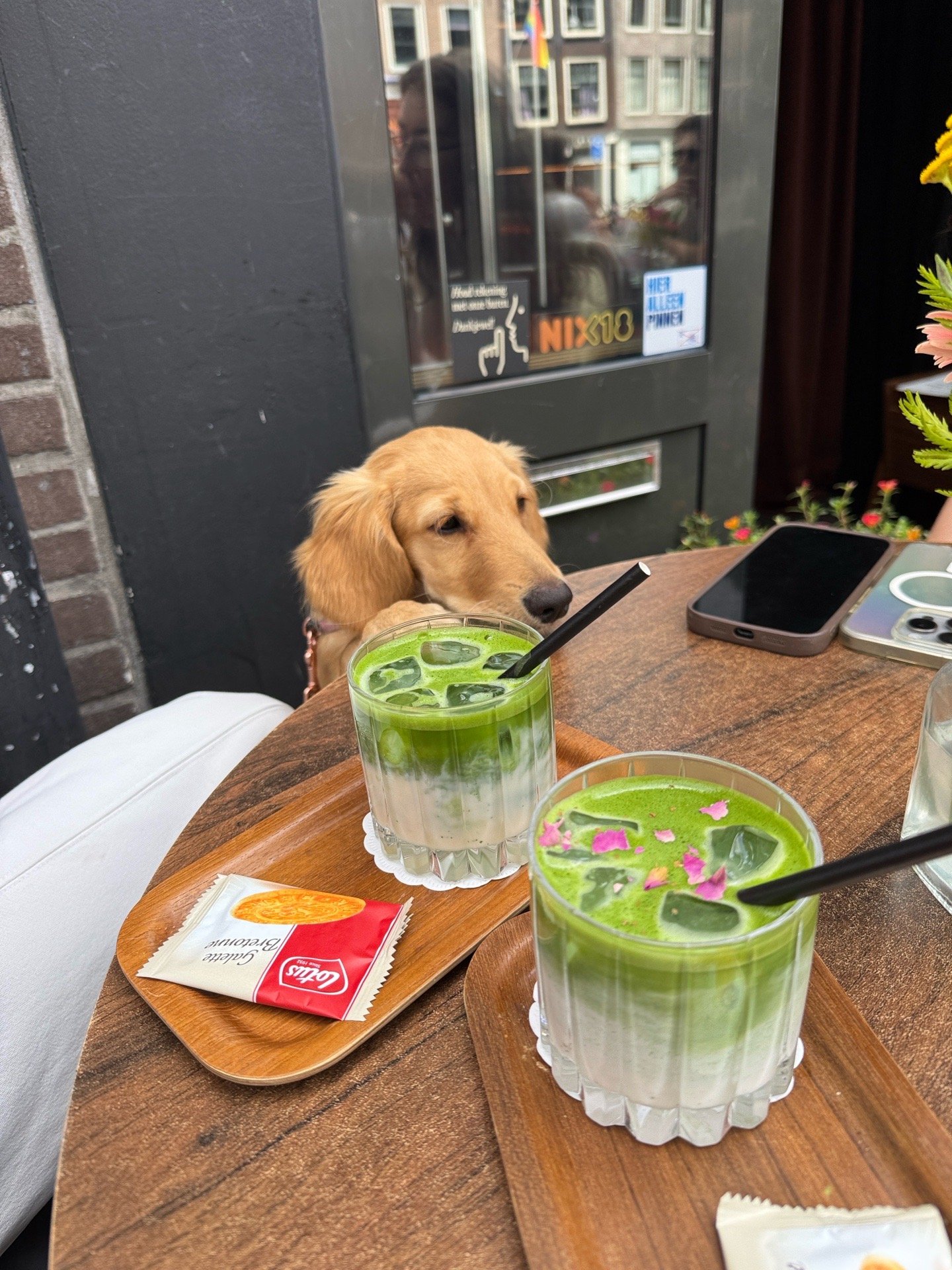 Barbara, pet sitter in Amsterdam, photo 3