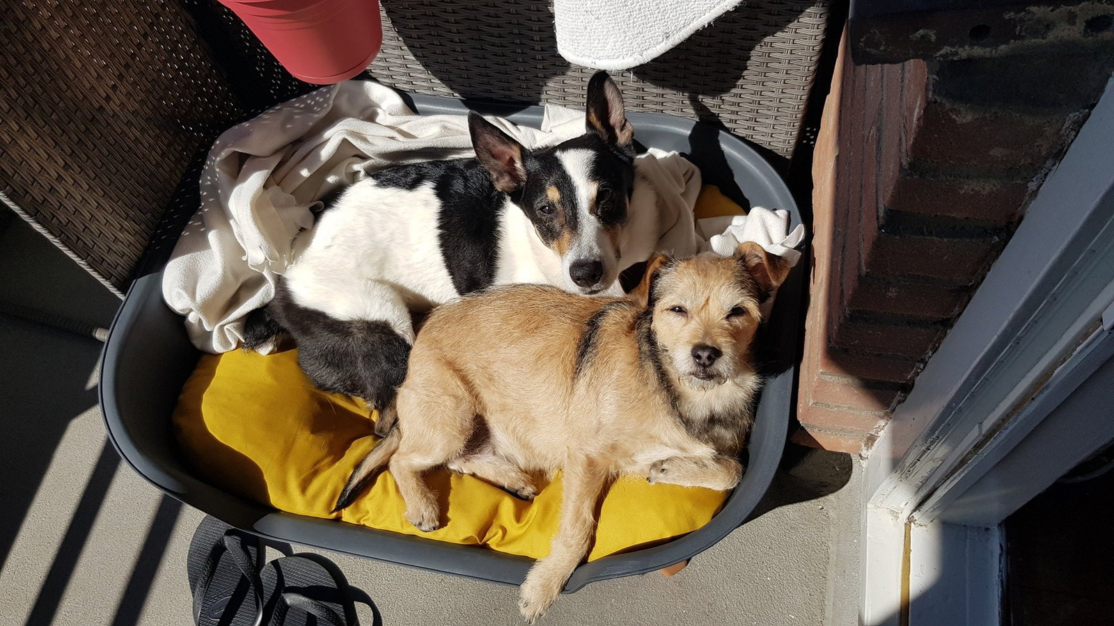 Eva, pet sitter in Waddinxveen, photo 1