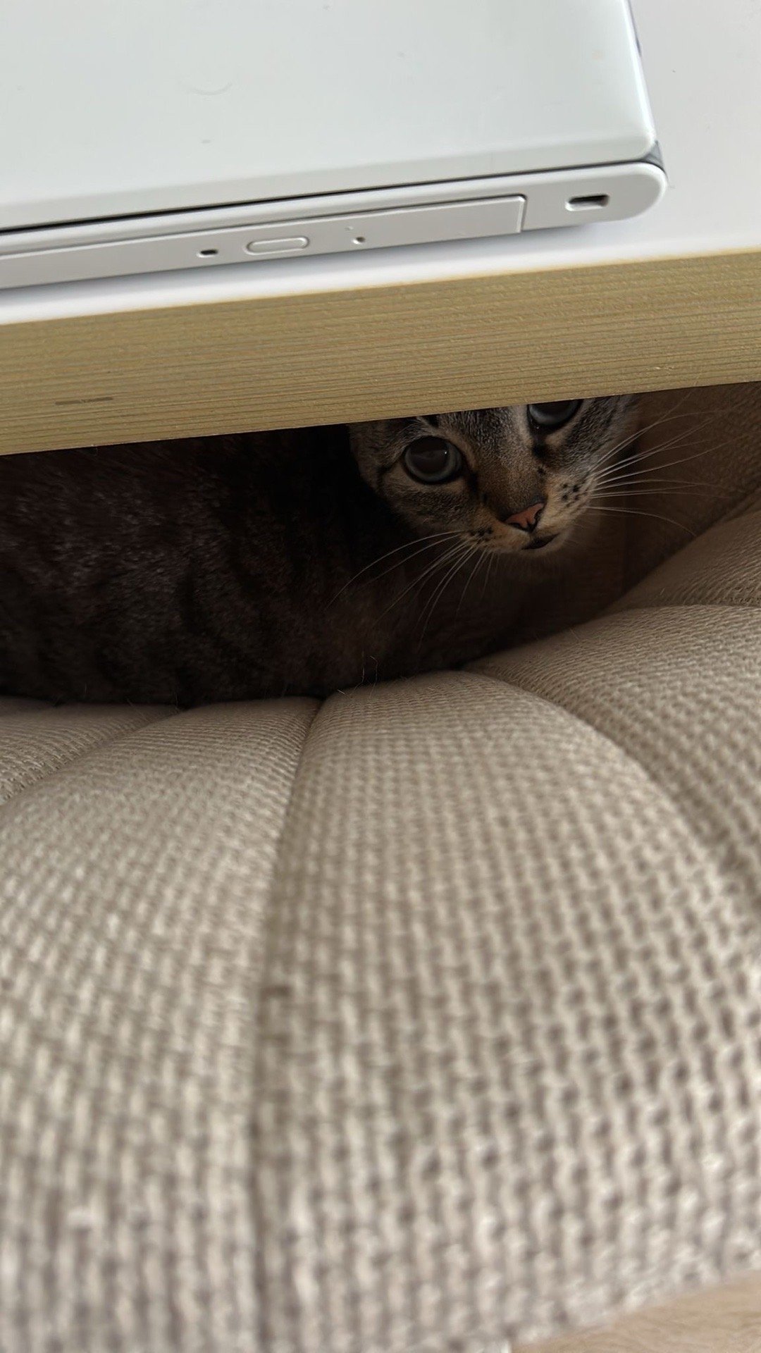 Dilek Nur, pet sitter in Helmond, photo 2