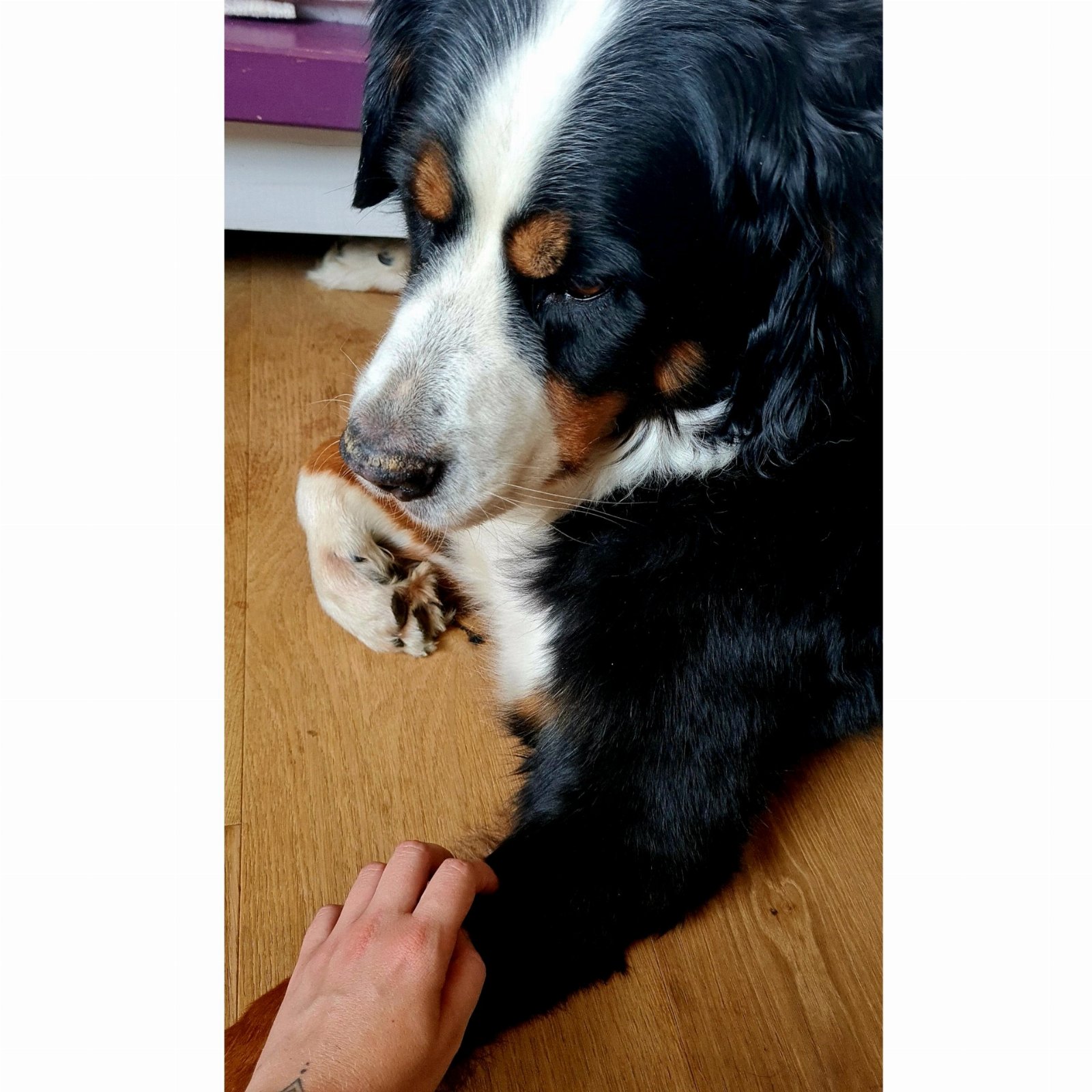 Franziska, pet sitter in Rösrath, photo 1