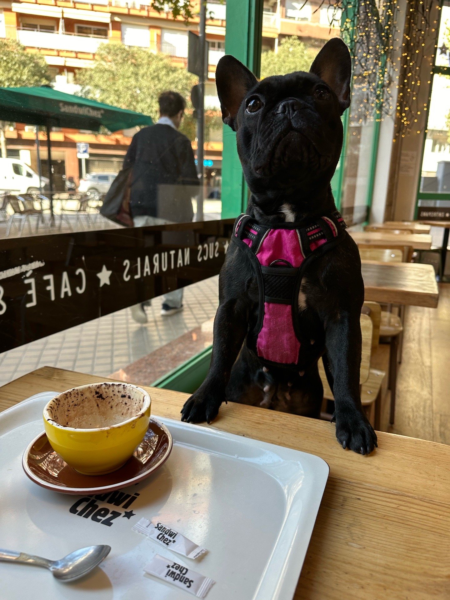 Angels, pet sitter in Hilversum, photo 2