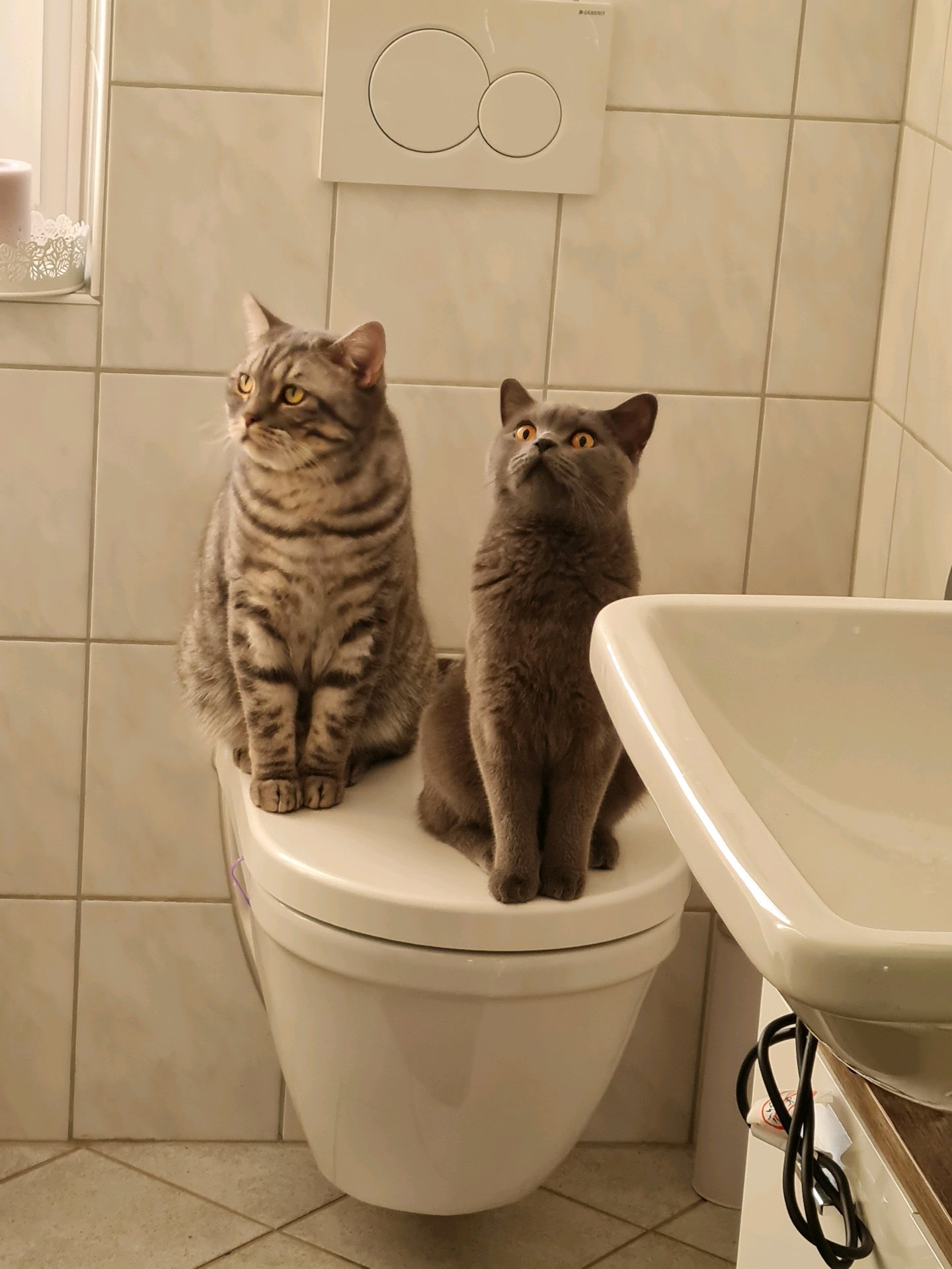 Franziska, pet sitter in Rösrath, photo 3
