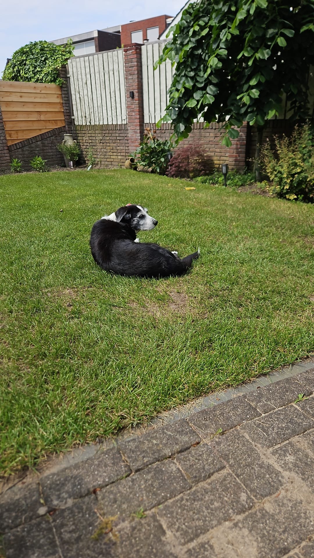 Margriet, pet sitter in Venlo, photo 3