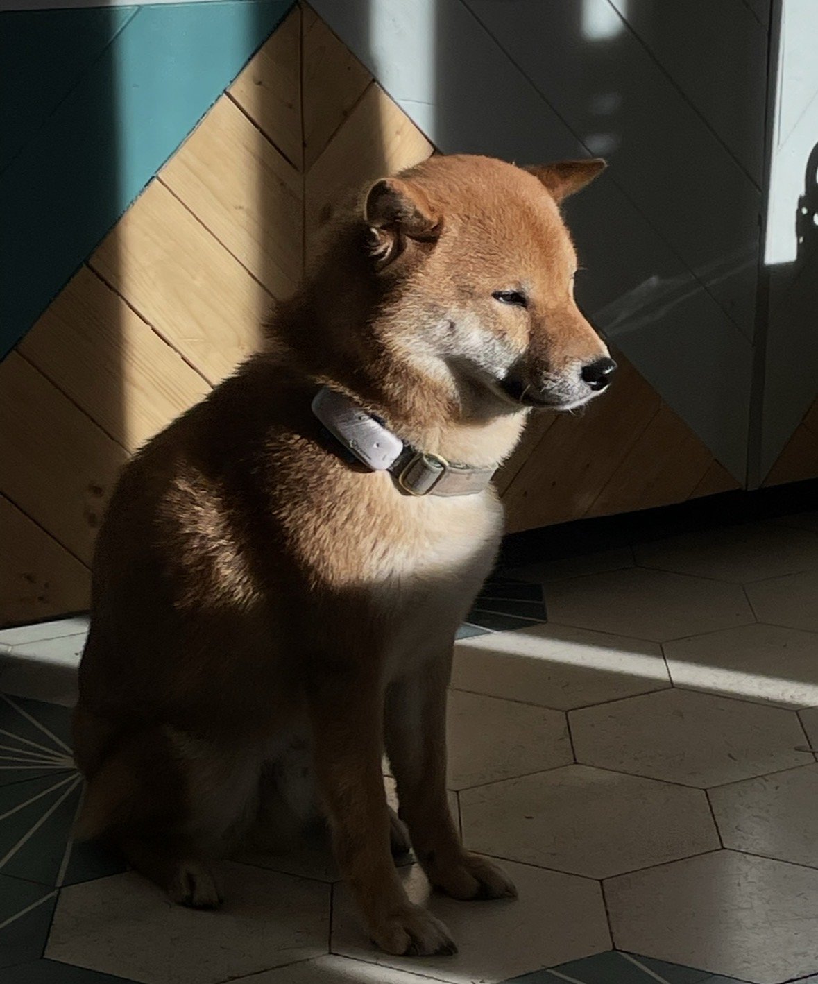 Zoë, pet sitter in Amsterdam, photo 3