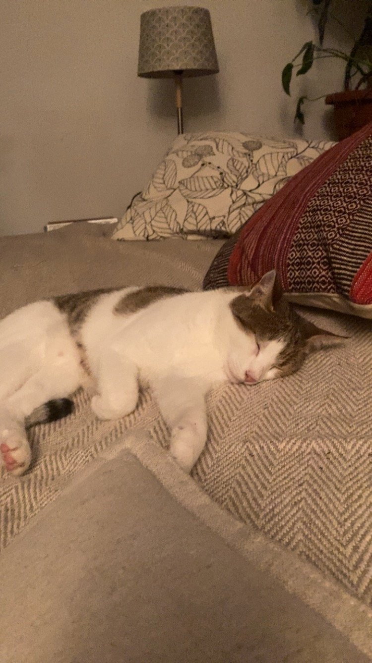 Anoushka, pet sitter in Diemen, photo 5