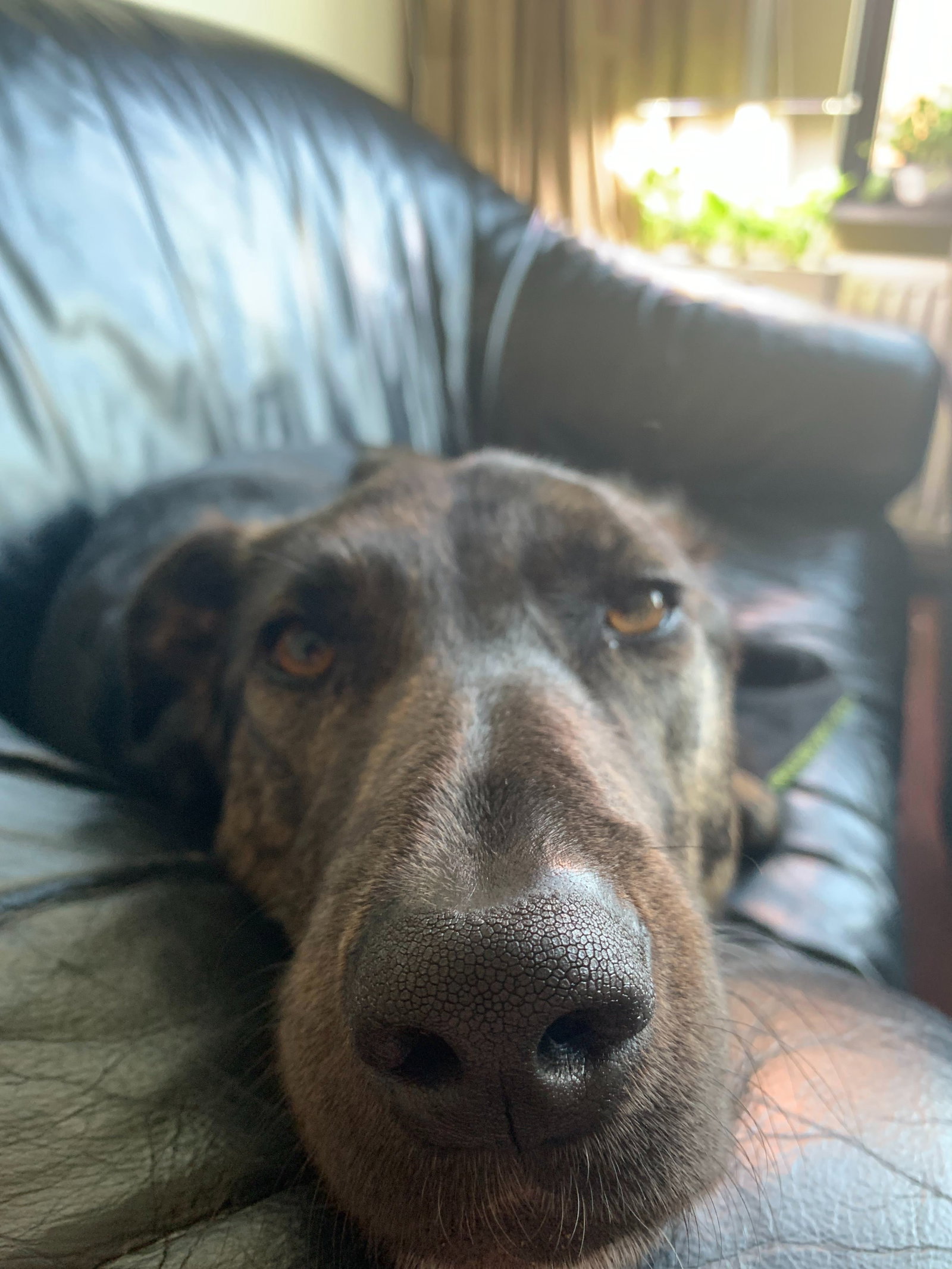 Lea, pet sitter in 's-Gravenhage, photo 5