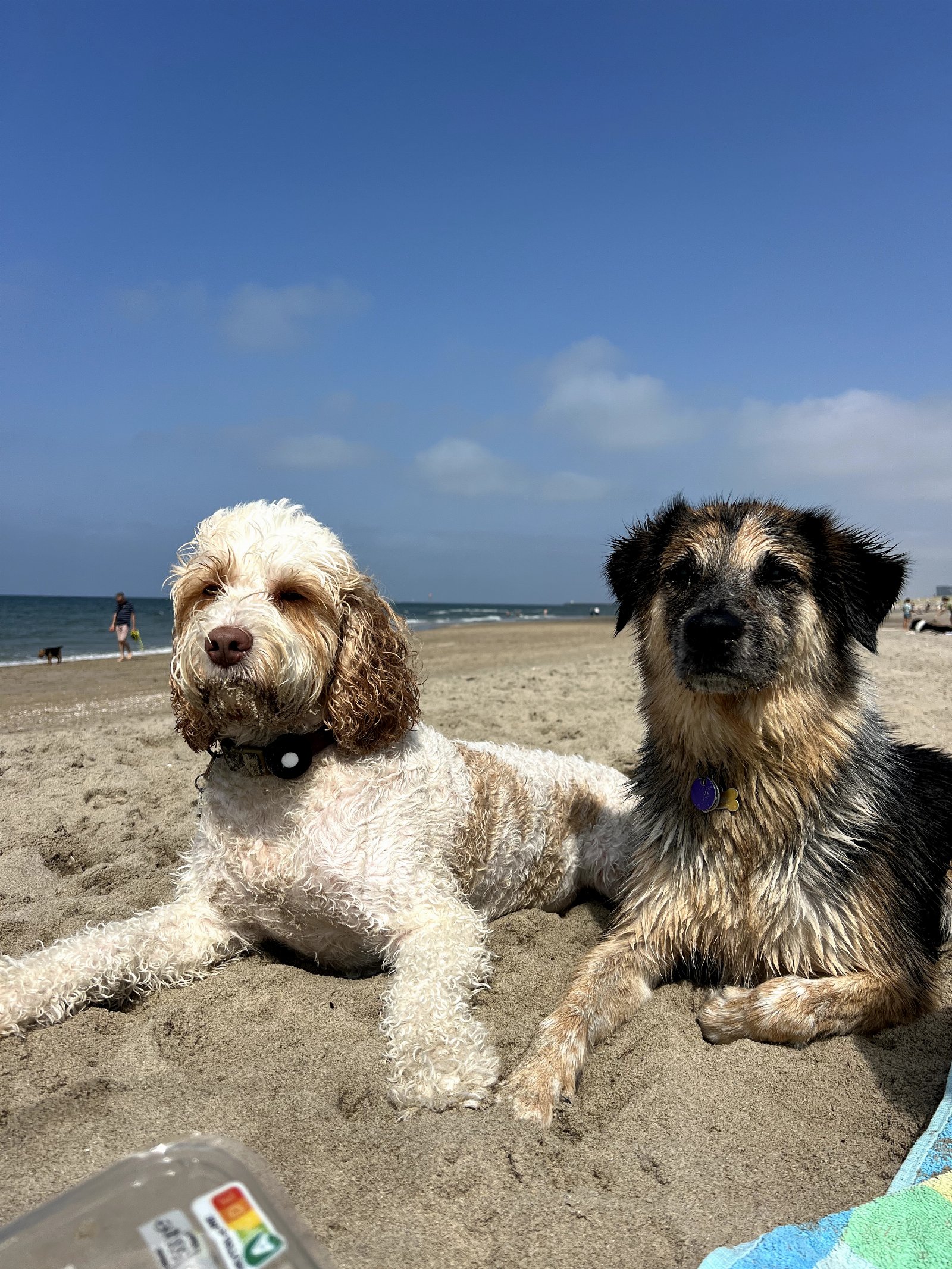 Marley, dierenoppas in 's-Gravenhage, foto 4