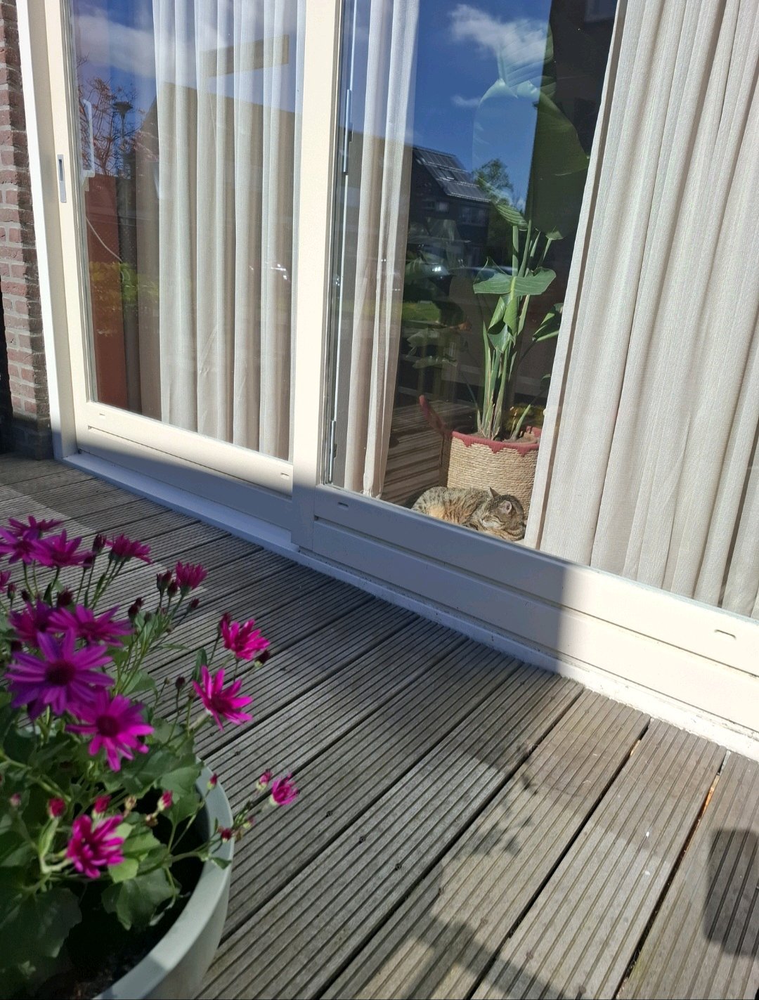 Kelsey, dierenoppas in Medemblik, foto 3