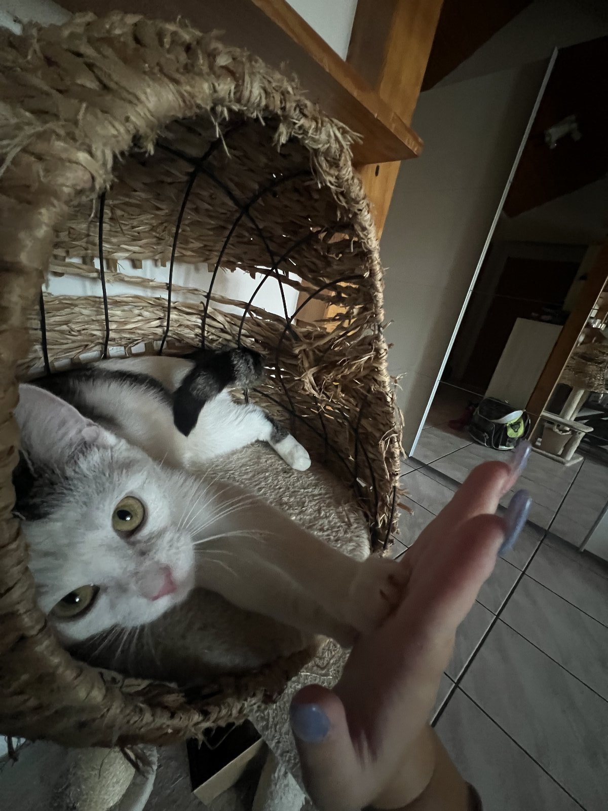 Daria, pet sitter in Pforzheim, photo 5
