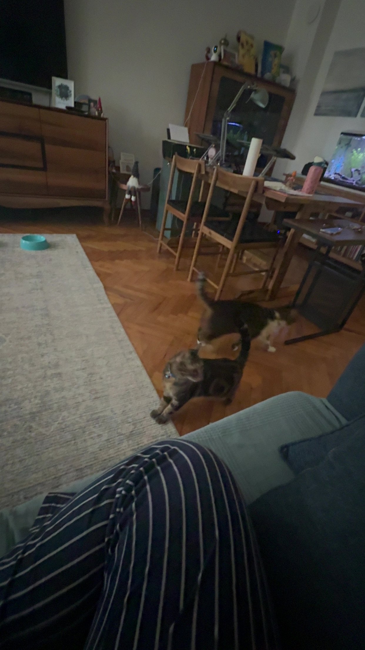 jadis, pet sitter in Lelystad, photo 3