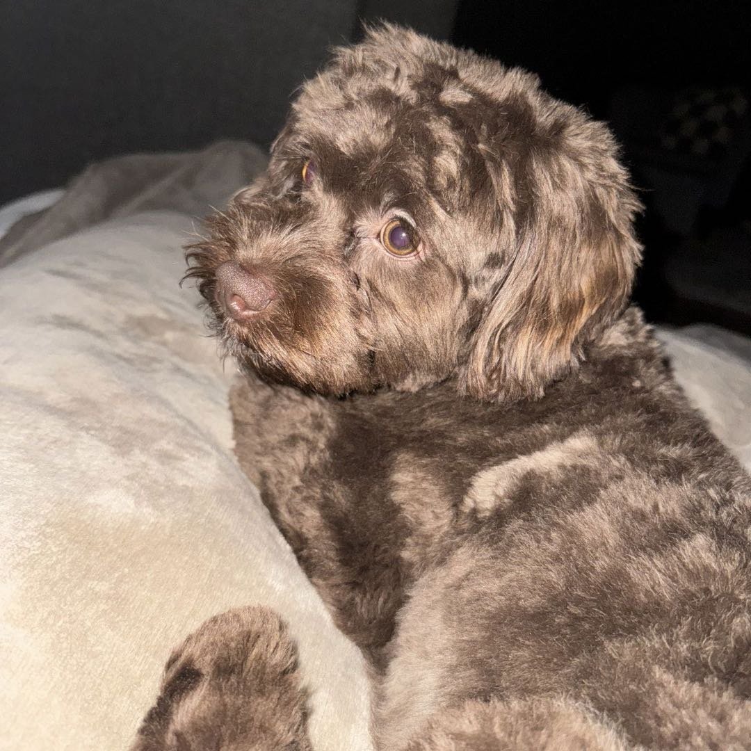 Mandy, pet sitter in Schijndel, photo 5