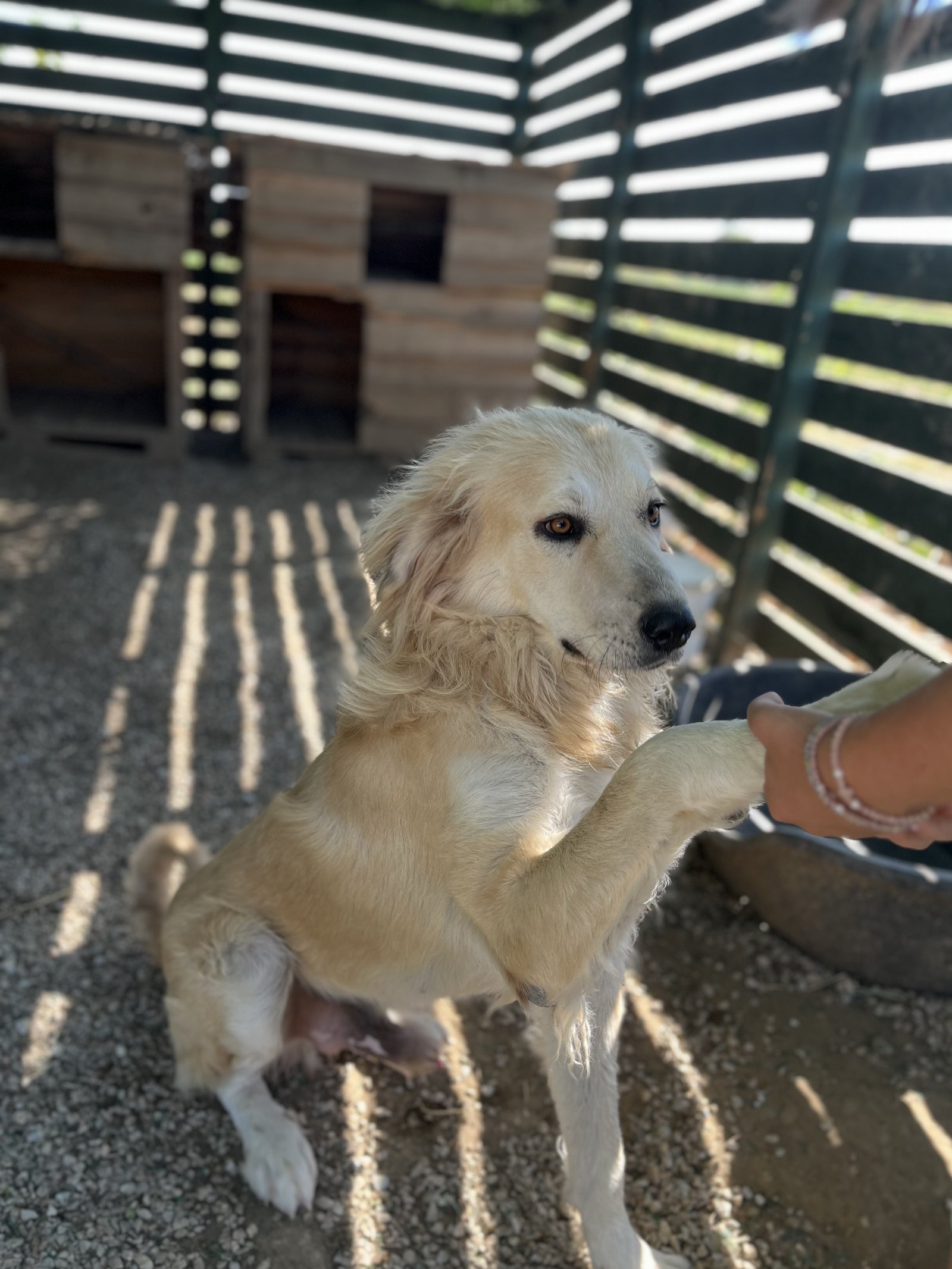 Maria, pet sitter in 's-Gravenhage, photo 4