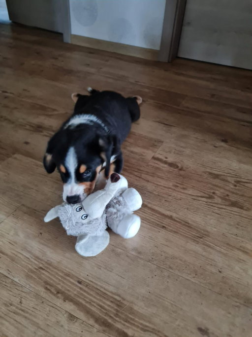 Linda, pet sitter in Maastricht, photo 1