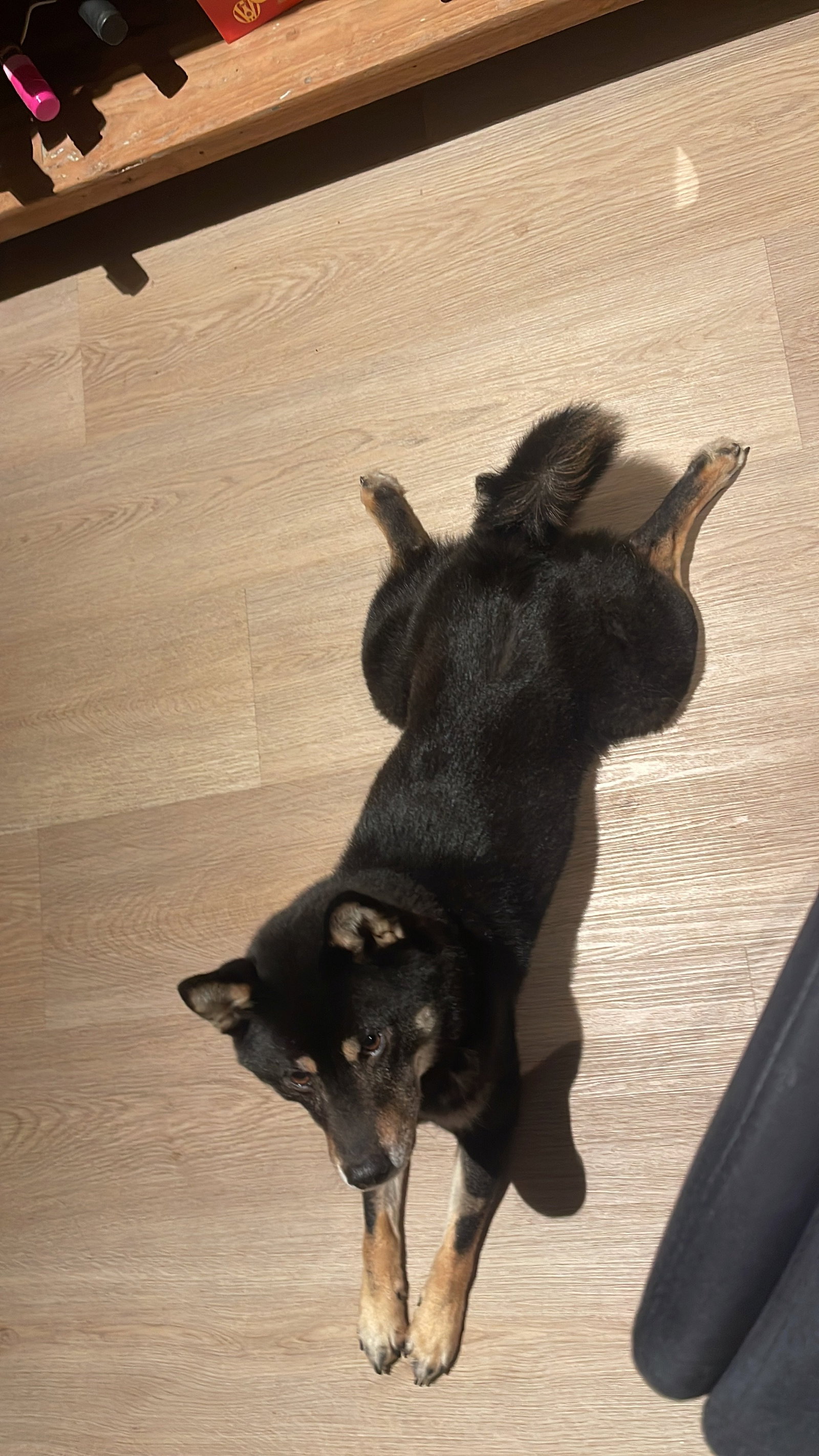 Yoseany, pet sitter in Duivendrecht, photo 3