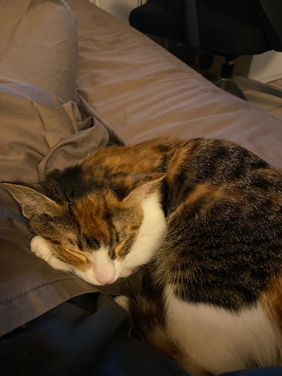 Mania Gesthimani, pet sitter in Leiden, photo 3