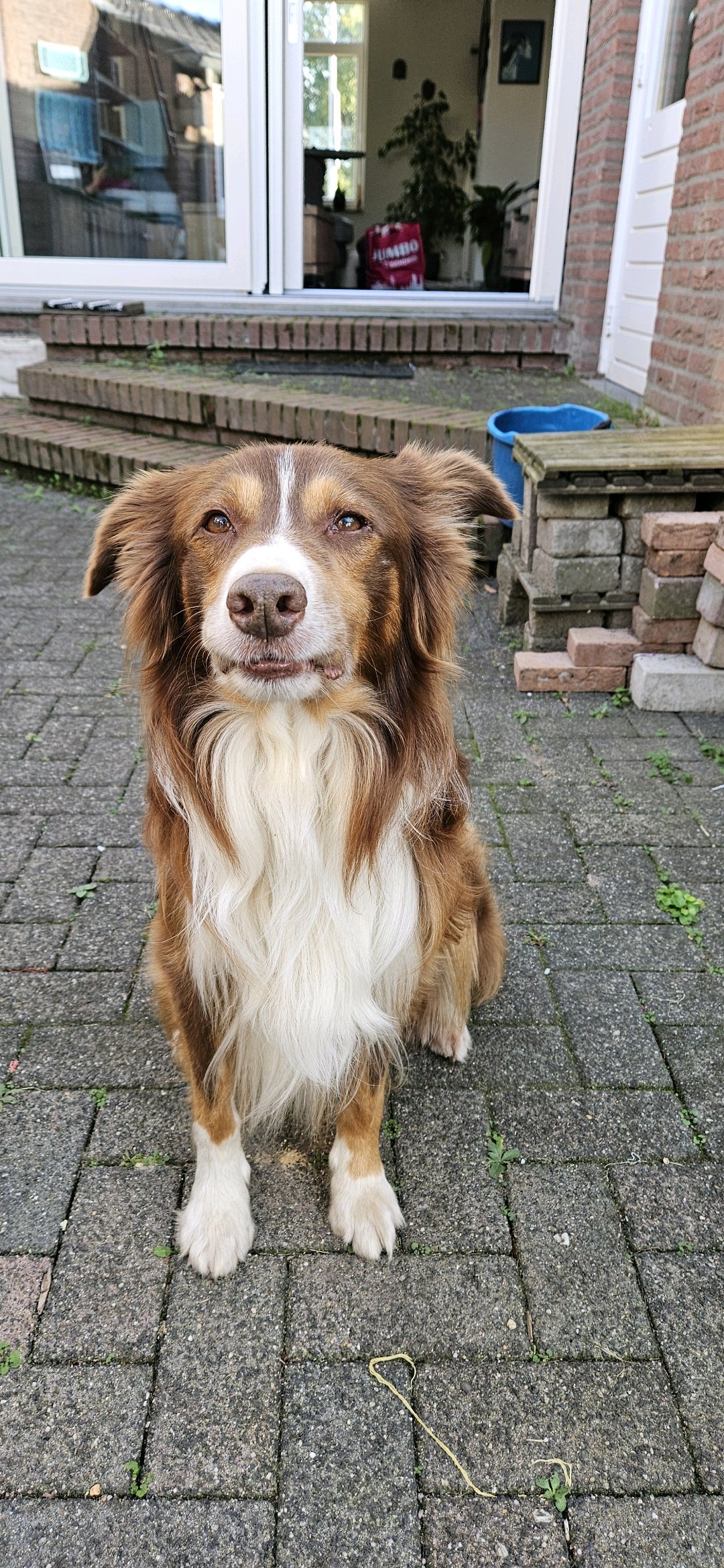 Margriet, pet sitter in Venlo, photo 5