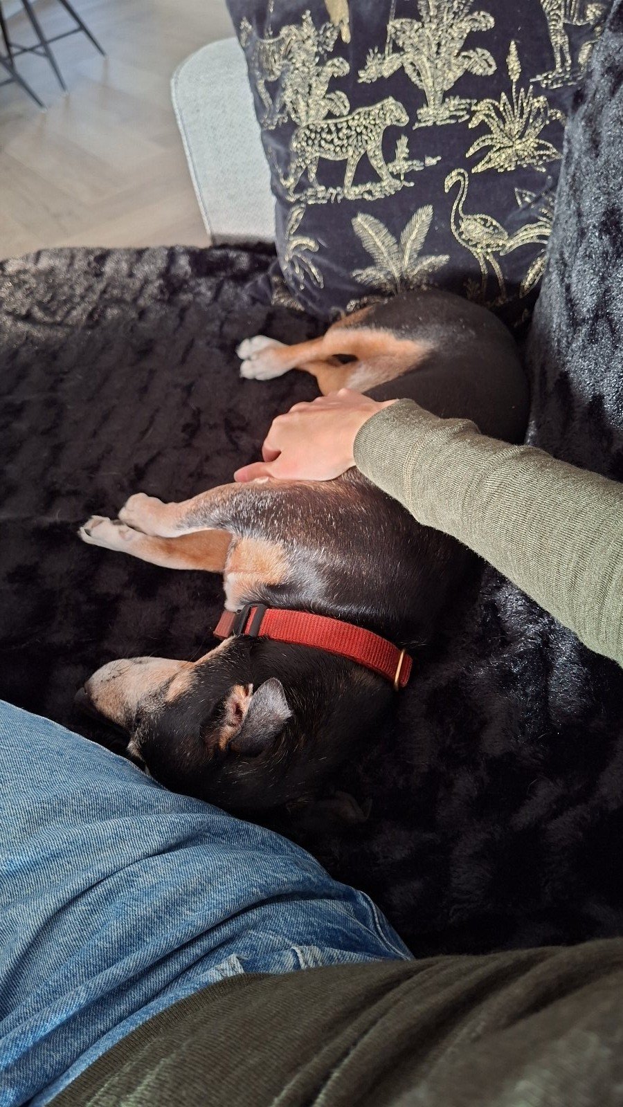 Amber, pet sitter in Geldrop, photo 4