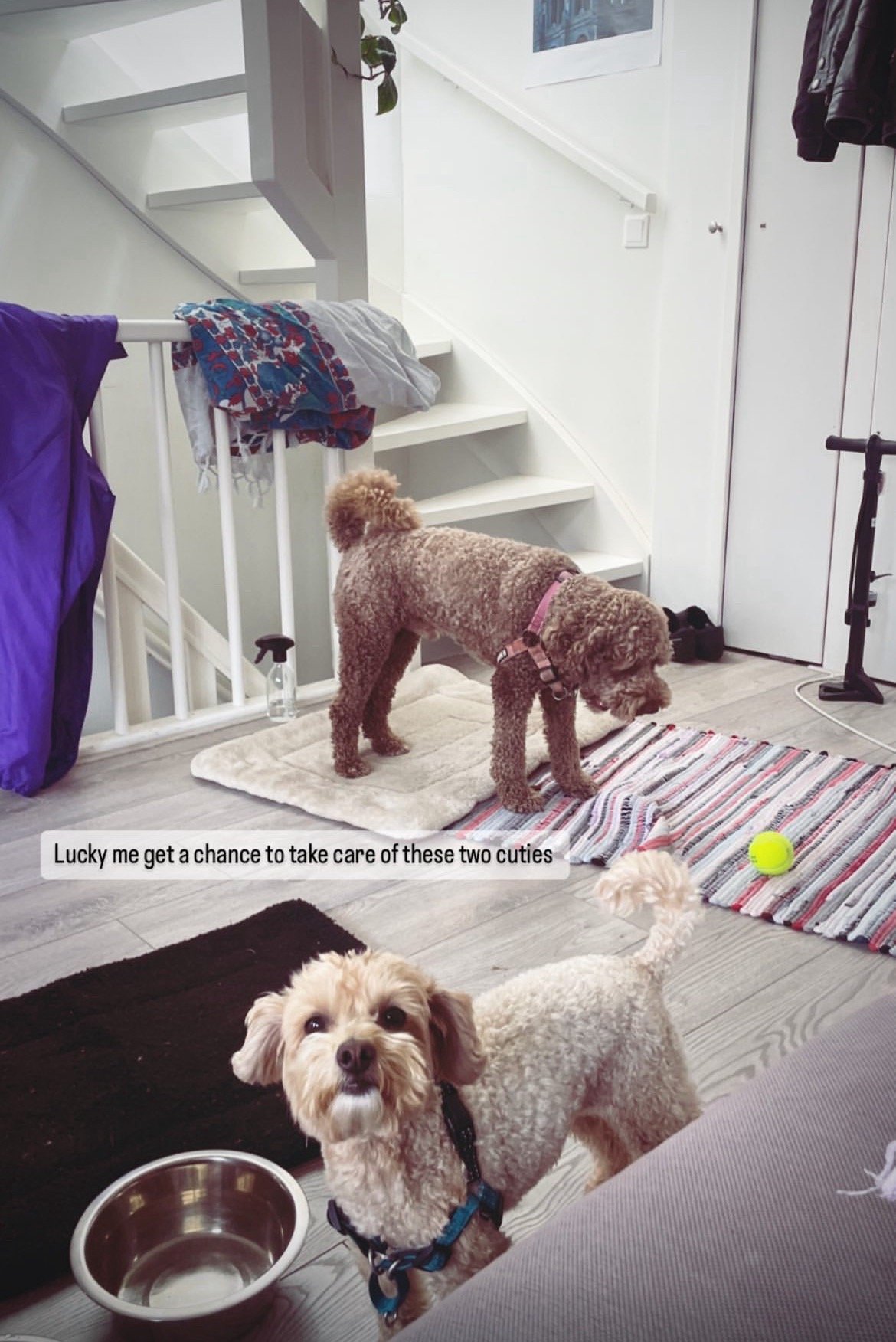 Yi chieh, pet sitter in Rotterdam, photo 3