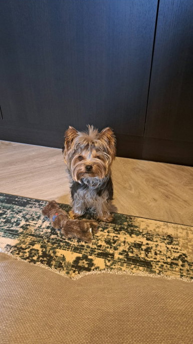 Frederico, pet sitter in Sint-Oedenrode, photo 3