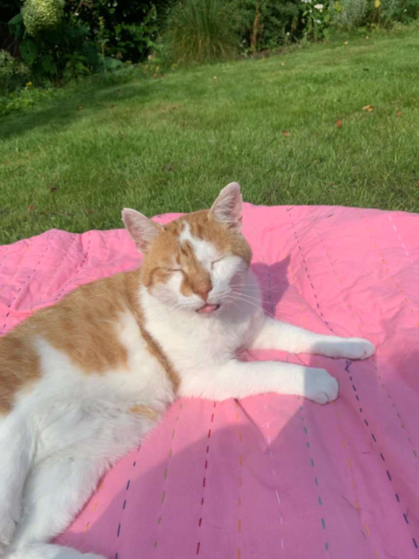 Evi, pet sitter in ureterp, photo 3