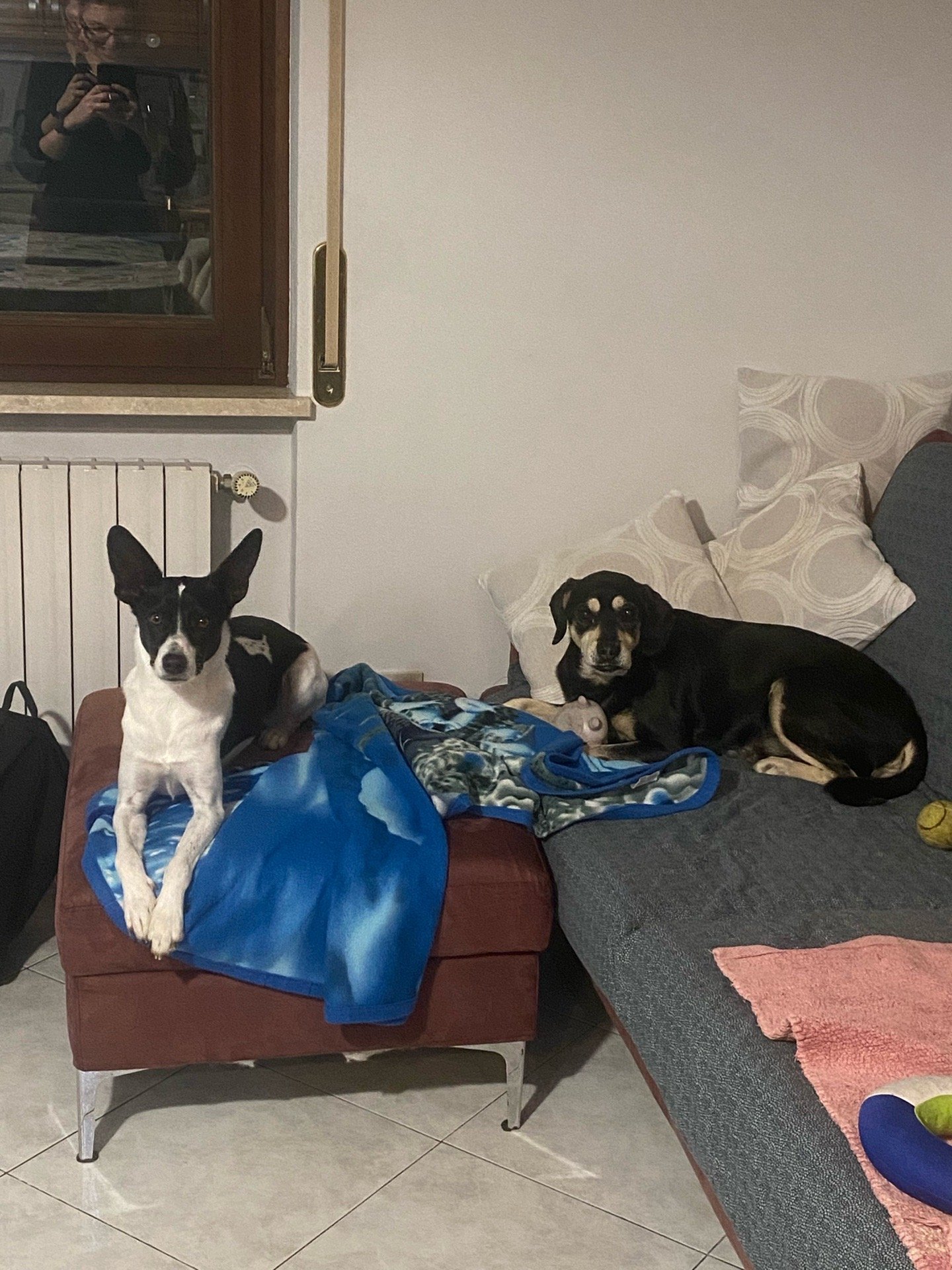 Anna, pet sitter in Heerlen, photo 3