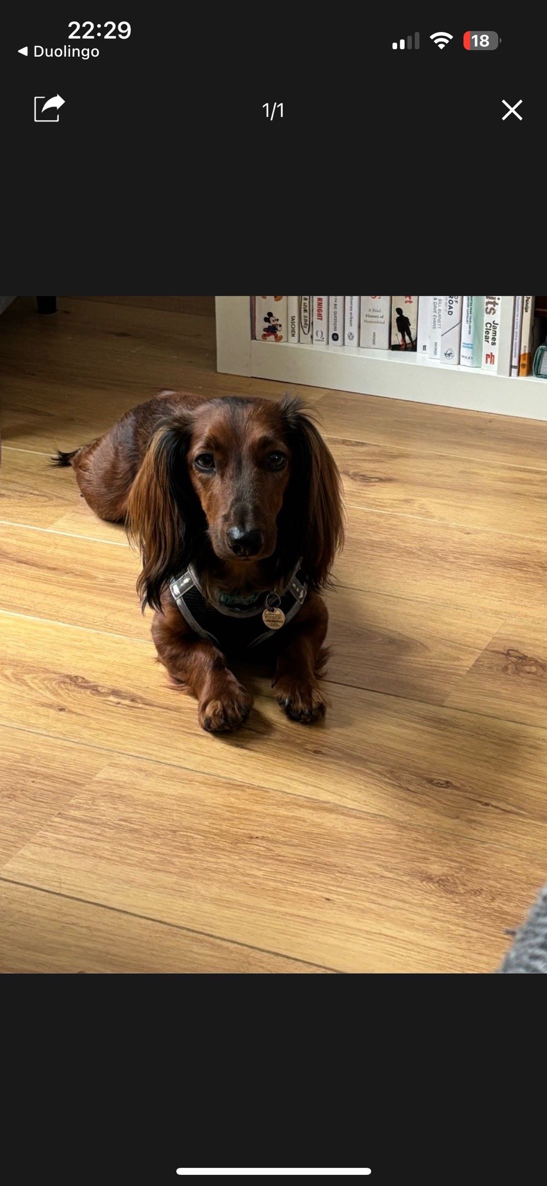 Nathalie, pet sitter in Amsterdam, photo 3