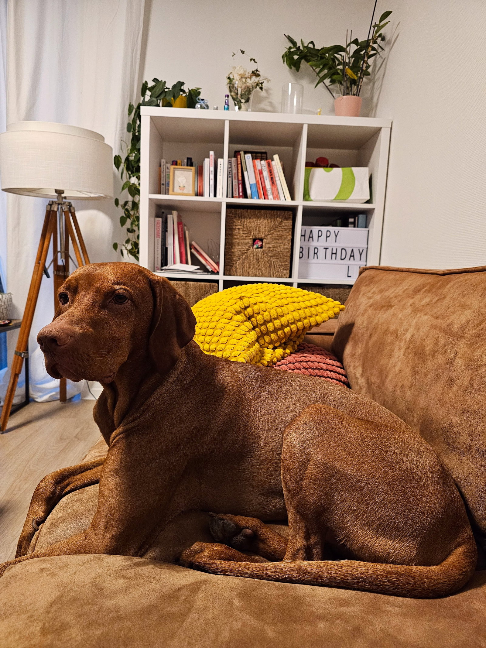 li, pet sitter in Eindhoven, photo 3