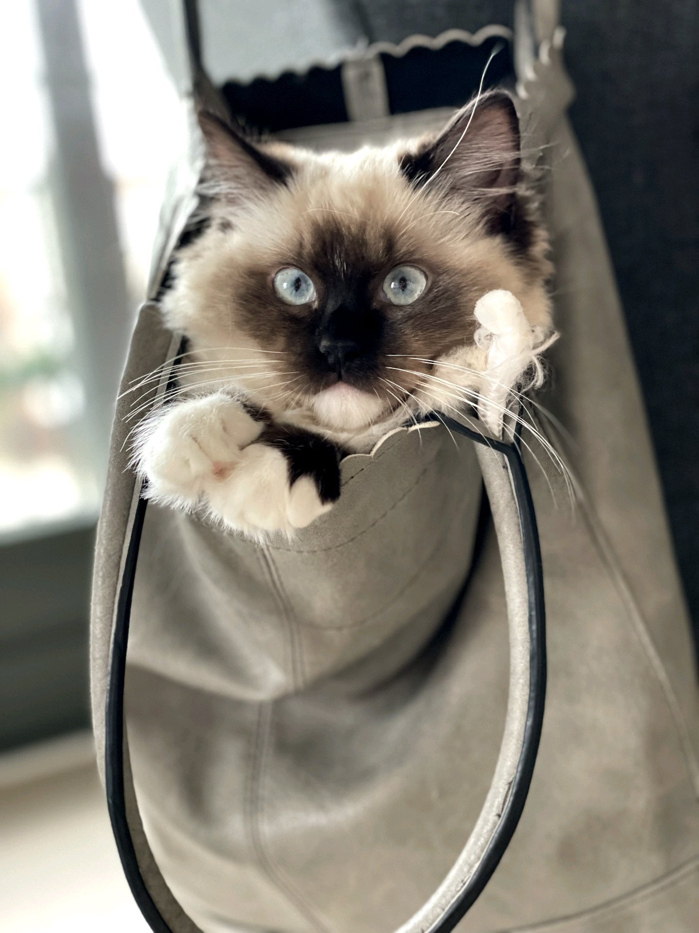 Indy, pet sitter in Best, photo 3