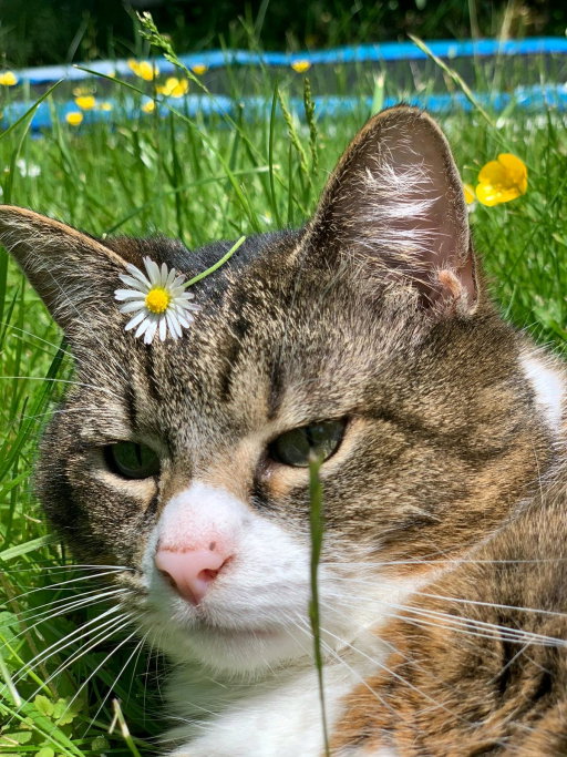 Annika, pet sitter in Sankt Augustin, photo 1