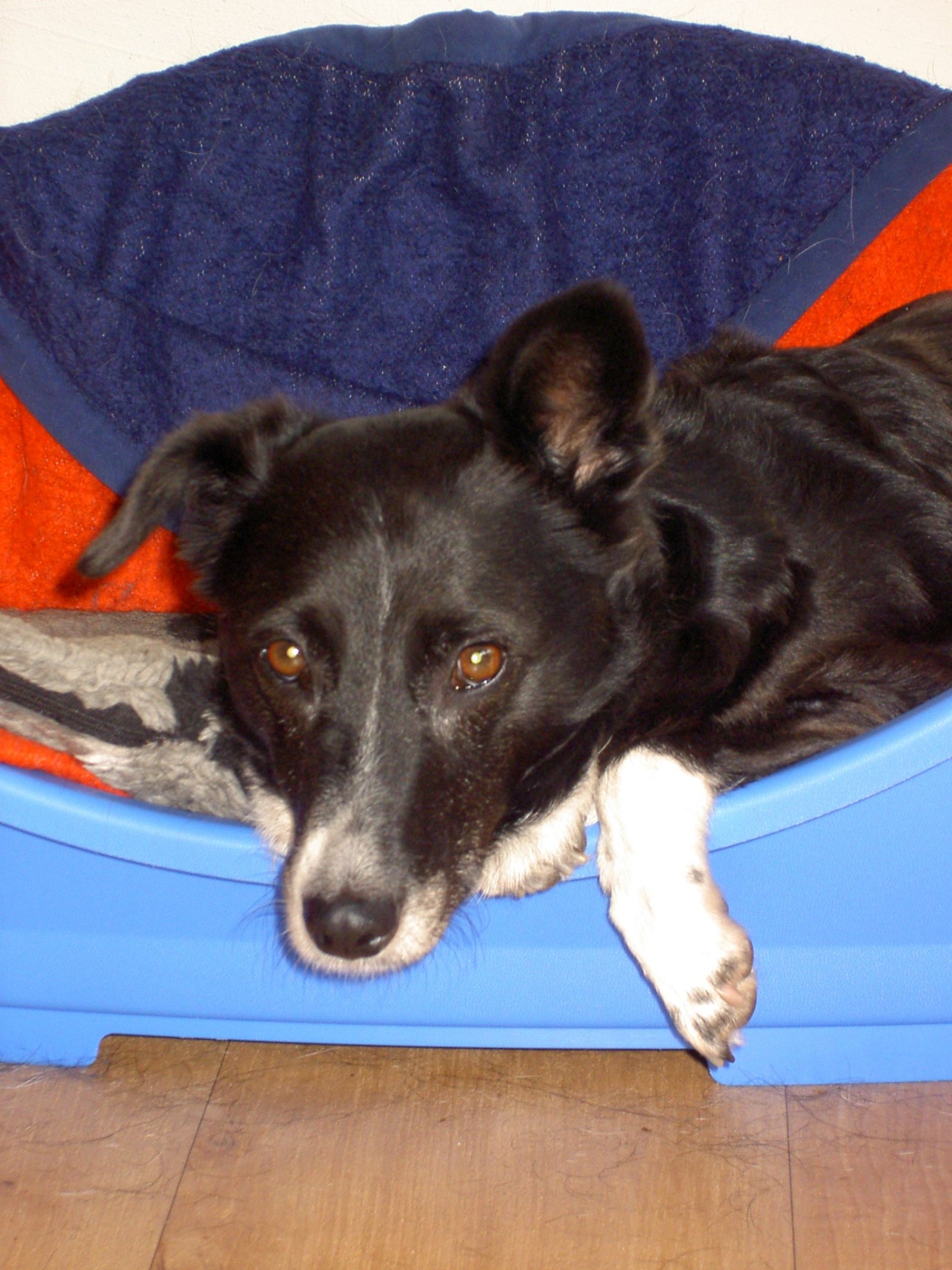 Alice, pet sitter in Vleuten, photo 1
