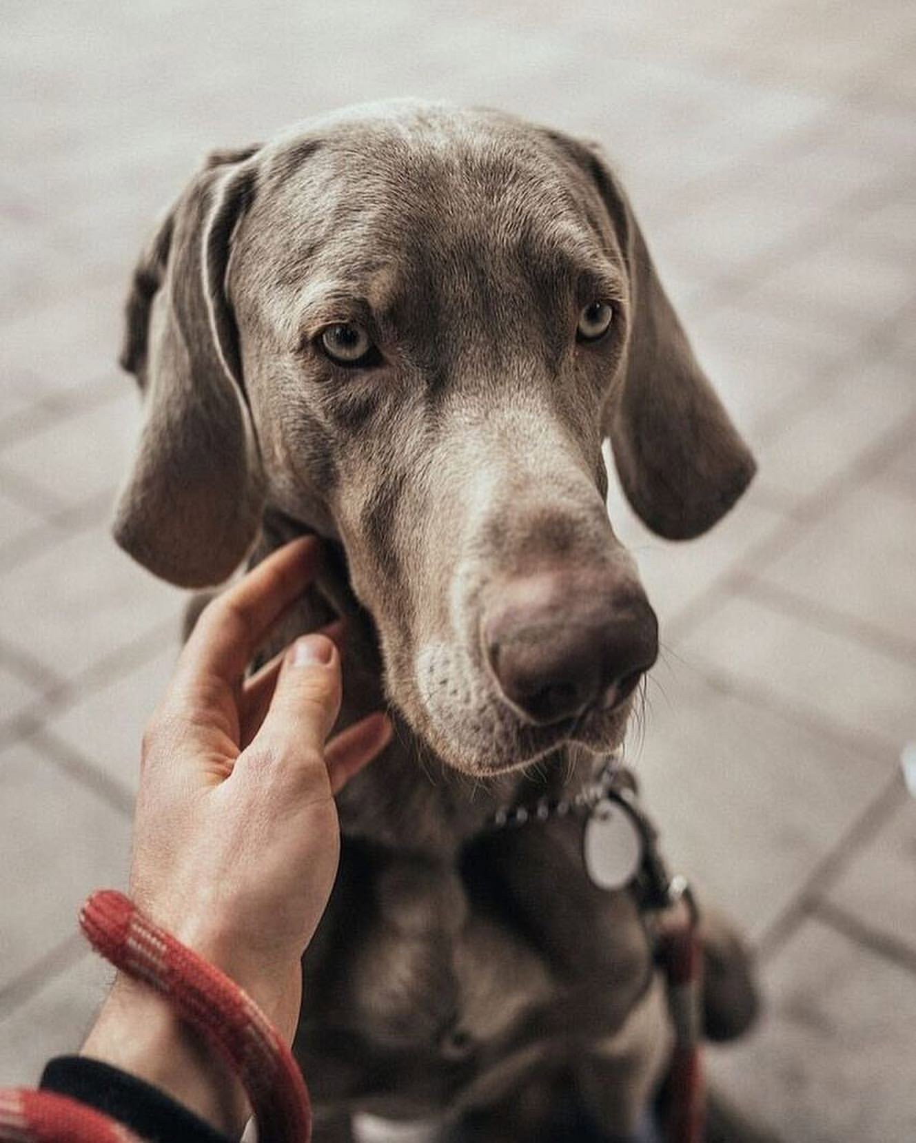 Mihajlo, pet sitter in Utrecht, photo 1
