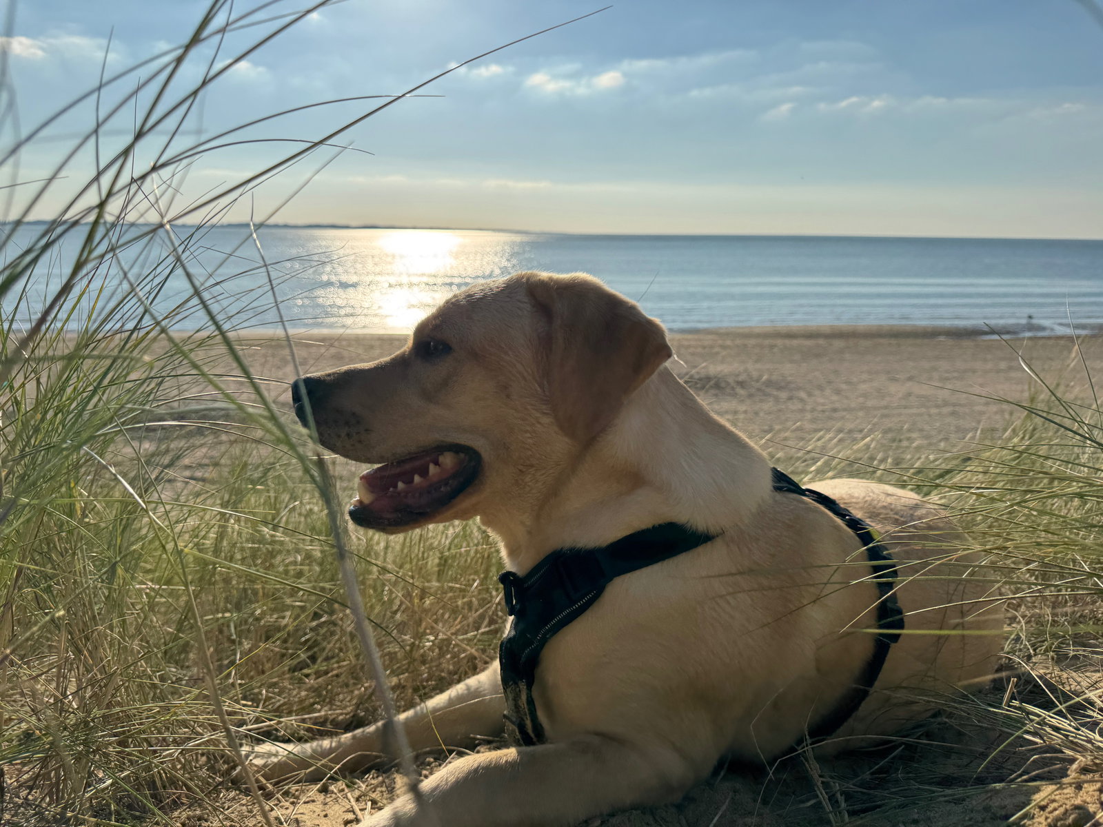 Rudy, pet sitter in Rockanje, photo 2