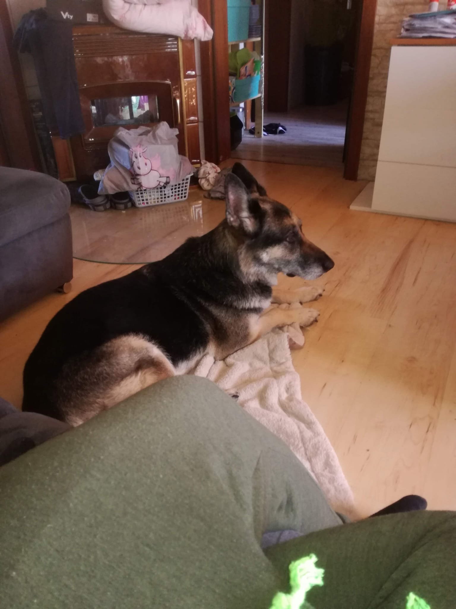 Nicole, pet sitter in Essen, photo 3