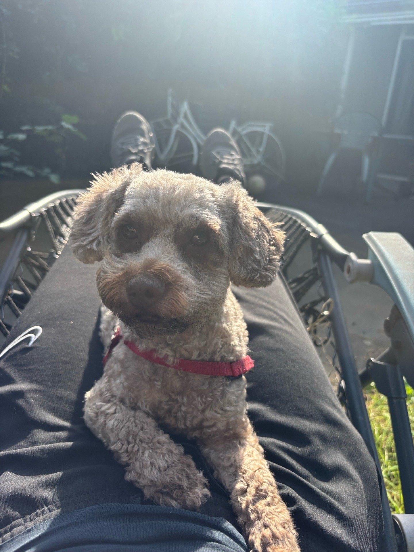 Melina, pet sitter in Wageningen, photo 5