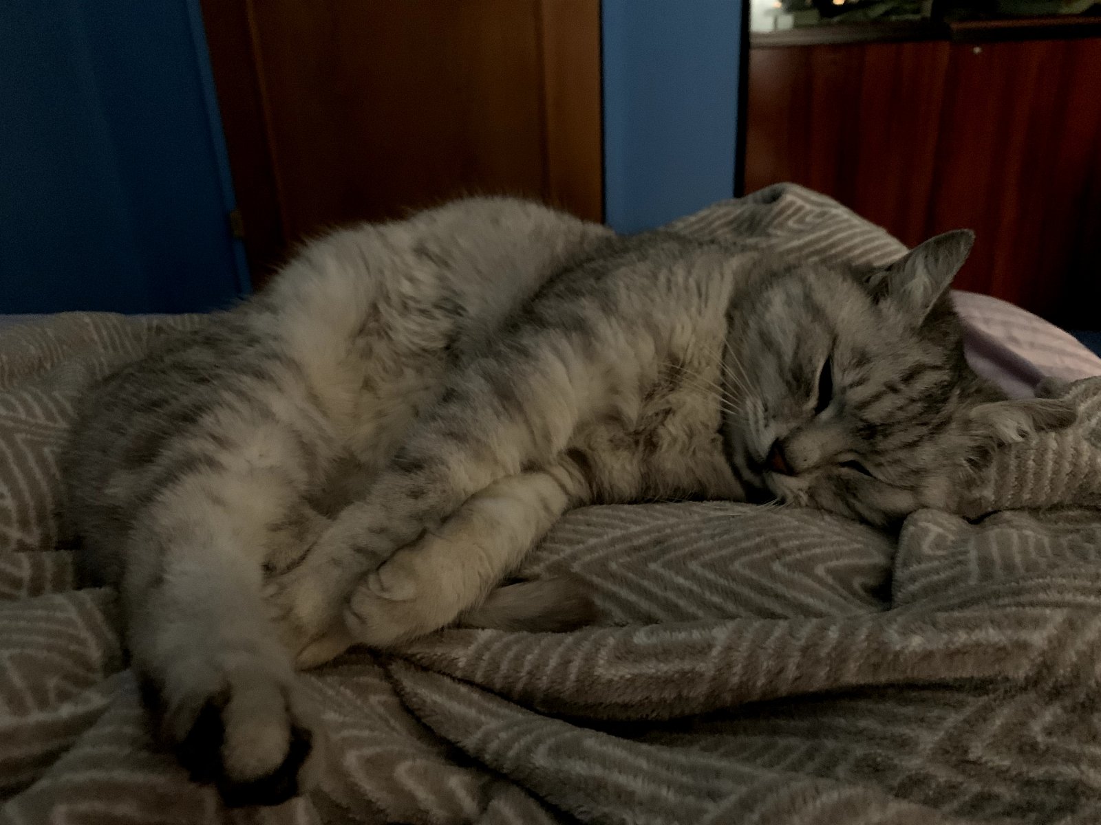Emiliia, pet sitter in Apeldoorn, photo 2