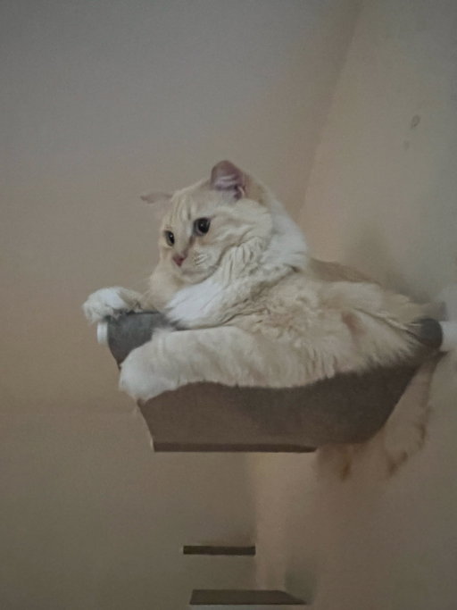 Brooklyn, pet sitter in Roermond, photo 4