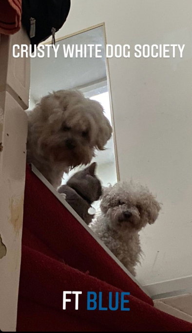 Anna, pet sitter in 's-Gravenhage, photo 1