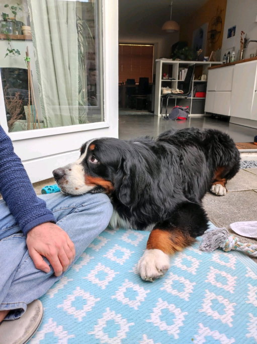 Peter, pet sitter in Utrecht, photo 3