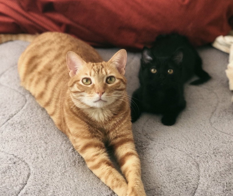 Twan, pet sitter in Amsterdam, photo 1
