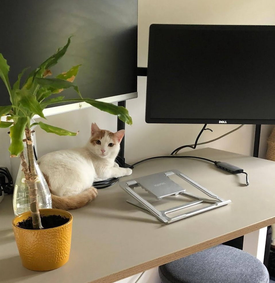 Meagan, pet sitter in Amsterdam, photo 4